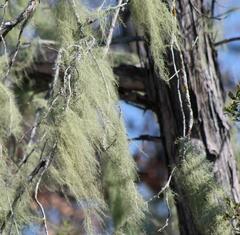 Usnea trichodea