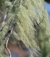 Usnea trichodea