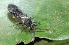 Mutillinae