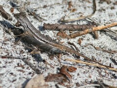 Sceloporus woodi