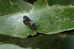 Mutillinae