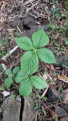 Chloranthus oldhamii