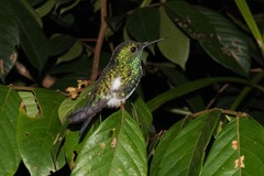 Colibri