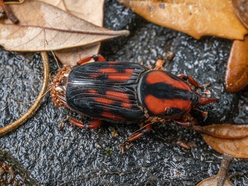 Palmetto Weevil photo 2
