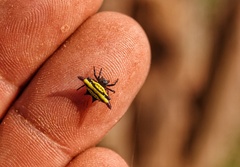 Gasteracantha diadesmia