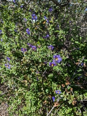 Solanum umbelliferum