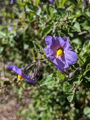 Solanum umbelliferum