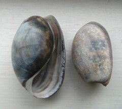 Bulla quoyii