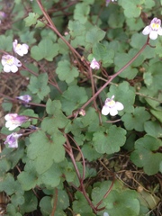 Cymbalaria muralis