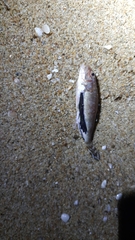 Spondyliosoma cantharus