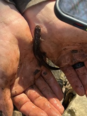 Desmognathus brimleyorum