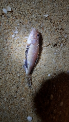 Spondyliosoma cantharus