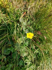 Geum montanum