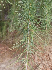 Cedrus deodara