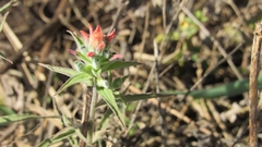 Castilleja arvensis arvensis