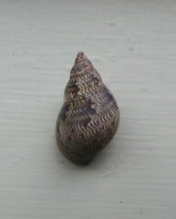 Phasianella australis