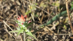 Castilleja arvensis arvensis