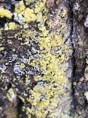 Candelaria concolor