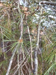 Cedrus deodara