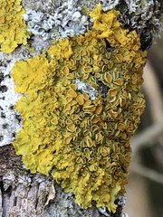 Xanthoria parietina