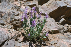 Penstemon secundiflorus