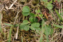 Potentilla montana