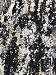 Hypocenomyce scalaris