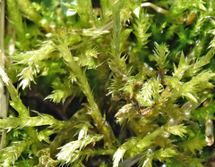 Brachythecium albicans