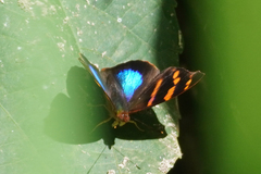 Epiphile orea