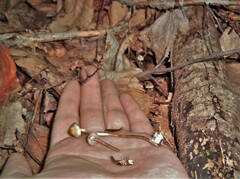 Psilocybe caerulipes