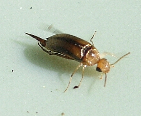 Tumbling Little-maid Flower Beetle