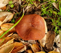 Lactarius rufulus