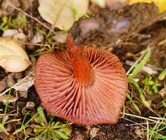 Lactarius rufulus