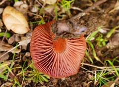 Lactarius rufulus