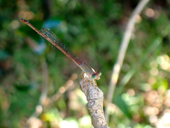 Ceriagrion aeruginosum