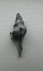 Pterochelus triformis