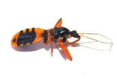 Ectomocoris patricius
