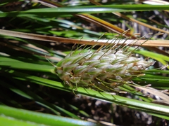 Carex dolichophylla