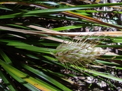 Carex dolichophylla