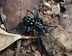 Nyssus albopunctatus