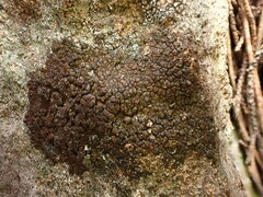 Acarosporaceae