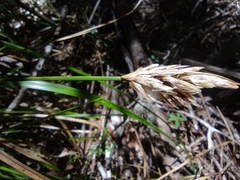 Carex dolichophylla