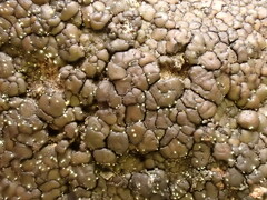 Acarosporaceae