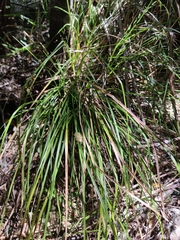 Carex dolichophylla