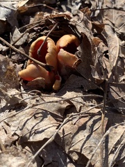 Sarcoscypha austriaca