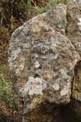 Acarosporaceae