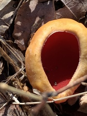 Sarcoscypha austriaca