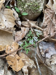 Erigenia bulbosa