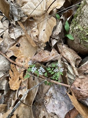 Erigenia bulbosa