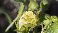 Emmenanthe penduliflora penduliflora